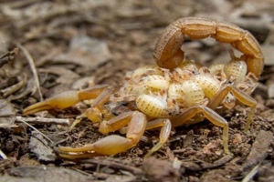 Giải mã bí ẩn bọ cạp mẹ cõng hàng trăm con trên lưng một cách siêu phàm