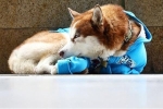 Câu chuyện về 'Hachiko của nước Nga': Chú chó Husky mặc tấm áo xanh, ngày ngày nằm ngoài vỉa hè giá rét chờ chủ đi làm về