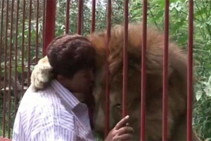 Video: Sư tử ôm chầm lấy ân nhân cứu mạng sau 2 năm gặp lại