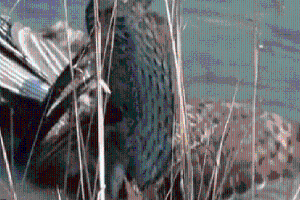 Video: Thủy chiến ven hồ, chim khổng tước bị đại bàng dìm đến chết đuối
