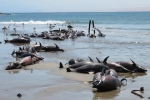 86 con cá heo chết bí ẩn trên bãi biển ở Namibia