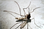 Điều gì sẽ xảy ra nếu loài muỗi bị tuyệt chủng?