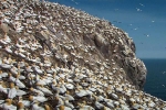Hòn đảo với hơn 150.000 con chim điên sinh sống