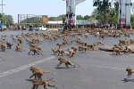 Cảnh tượng hàng ngàn con khỉ hoang đổ ra đường phố Thái Lan tranh giành thức ăn vì đói