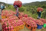 Bộ Công Thương đề xuất mở thêm cửa khẩu xuất trái cây sang Trung Quốc