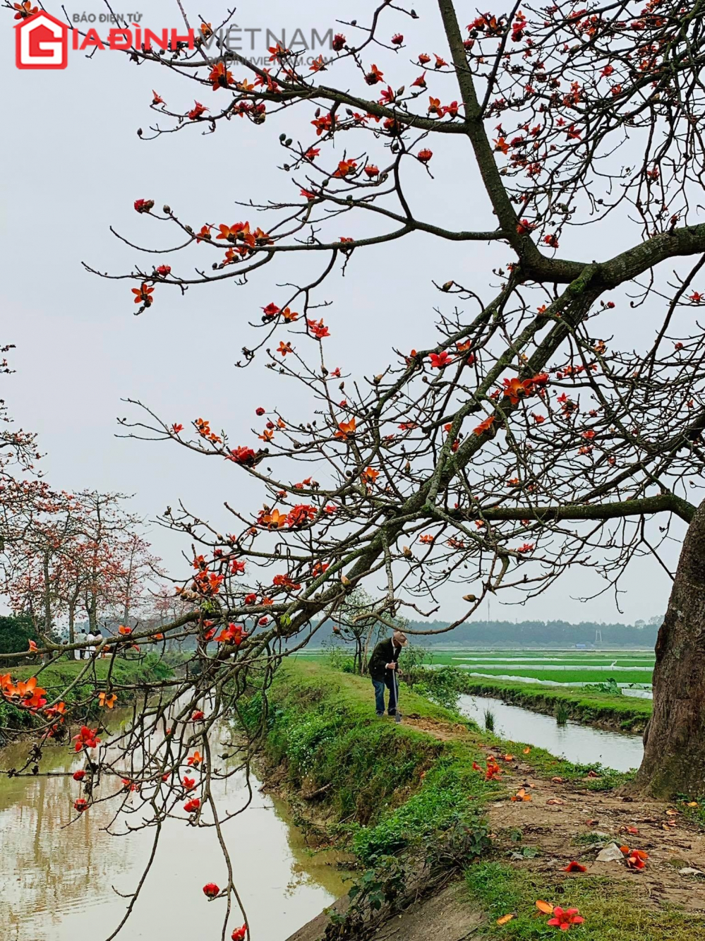 Hà Nam: Địa điểm nổi tiếng nhất để chụp ảnh hoa gạo