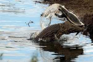 Cá sấu sông Nile xơi tái 'kẻ bố đời'