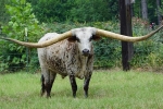 Con bò có cặp sừng dài nhất thế giới