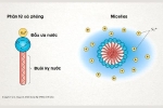 [Infographic] Lịch sử của xà phòng và cách chúng tiêu diệt virus corona