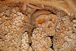 Hãi hùng khi phát hiện bộ xương gần 200.000 năm tuổi 'mọc' đầy răng