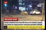 Thông tin 'Nga thả 500 con sư tử để người dân không ra khỏi nhà trong dịch COVID-19' là tin giả