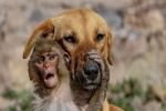 Mẹ qua đời vì bị đầu độc, khỉ con được chó nhận nuôi và tình mẫu tử khác loài khiến MXH cảm động