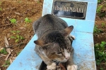 Cảm động chú mèo nằm bên mộ chủ suốt một năm không rời
