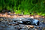 Thiên nhiên kì bí: Bí mật về vùng đất khiến hàng ngàn con chim đua nhau tự sát