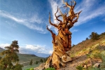 Cận cảnh cây thông già nhất thế giới, 4.800 tuổi vẫn sống khỏe