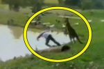 Mải câu cá, nam thanh niên bị kangaroo đá 'lộn cổ' xuống hồ nước