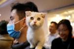Mèo bị nhiễm virus corona từ người chủ tại Bỉ