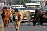 Đất nước khổ sở vì hàng triệu con bò đi khắp đường