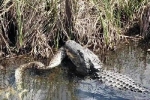 Cá sấu mõm ngắn 'điên cuồng' xé xác trăn Miến Điện khổng lồ