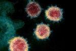 Phát hiện mới về cơ chế lây lan của virus corona