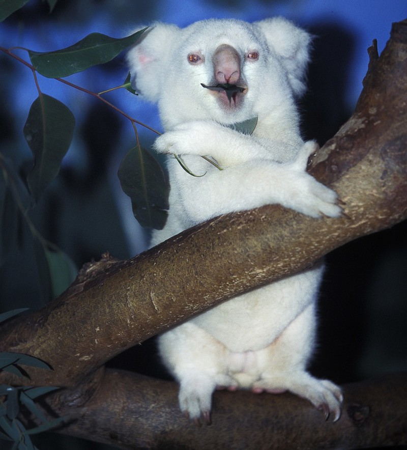 В дикой природе мыши с альбинизмом. Коала альбинос. Ленивец альбинос. Белая коала альбинос. Звери альбиносы.