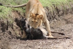 Rình rập tài tình, sư tử đoạt mạng linh dương đầu bò trong 'chớp mắt'