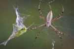 Tại sao loài nhện lại không bị mắc vào lưới của chính mình?