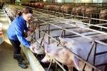 Giảm giá và bảo đảm nguồn cung thịt lợn cho thị trường: Triển khai nhiều giải pháp