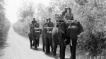 Ngắm đàn voi hoành tráng ở Buôn Ma Thuột năm 1957