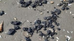 Hàng loạt vết dầu vón cục trôi dạt vào bờ biển Bến Tre