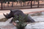 Video: Thấy tê giác mắc kẹt dưới hồ nước, hà mã bơi tới trợ giúp