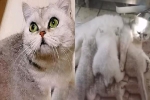 Cô mèo tự sinh con, sống sót kỳ diệu sau 40 ngày bị nhốt trong nhà vì chủ nhân nhiễm Covid-19