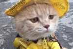 'Đảo mèo' - nhóm Facebook thú cưng lớn nhất Việt Nam bị xóa bỏ