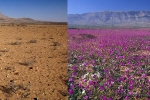 Video: Sa mạc khổng lồ biến thành cánh đồng hoa rộng lớn