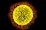 Phát hiện mới về virus corona ở sự nhân bản khác thường tại cổ họng