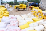 Bộ Công Thương quy định cụ thể về xuất khẩu 400 ngàn tấn gạo trong tháng 4