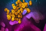 Nghiên cứu mới cảnh báo virus SARS-CoV-2 tấn công hệ miễn dịch như HIV