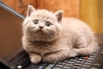 Tại sao mèo lại thích ngủ cạnh bàn phím hoặc cây máy tính?