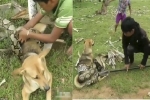 Thót tim ba cậu bé chiến đấu trăn khổng lồ cứu chó cưng