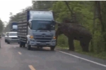 Video: Voi rừng lật xe tải tìm thức ăn khiến một phụ nữ bị thương