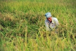 Hiệp hội Lương thực lên tiếng về vụ đăng ký xuất khẩu gạo lúc nửa đêm
