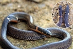 Những loài rắn kỳ dị nhất thế giới tại Việt Nam