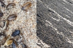 Kinh hoàng hàng triệu con bọ cánh cứng 'đổ bộ' chen nhau phủ kín bãi biển tại Anh