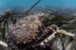 Video: Hàng trăm nghìn con cua tụ tập lột xác giữa lòng đại dương