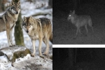 Chó sói 'lần đầu tiên trong thế kỷ' đi lang thang tìm bạn tình trên đất Pháp