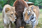 Hi hữu tình bạn hơn 10 năm của bộ ba gấu, hổ và sư tử