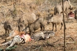 Lợn rừng kéo đàn tới chén thịt ngựa vằn: Lộ nguyên nhân