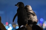 Ảnh 2 chú chim cánh cụt cùng cảnh 'góa bụa' vỗ về nhau bất ngờ gây bão