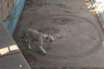 Bị giam cầm, hổ trắng liên tục đi vòng tròn ở sở thú Bắc Kinh