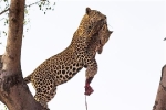 Cực hiếm: Báo lớn giết báo nhỏ, đem lên cây ăn thịt